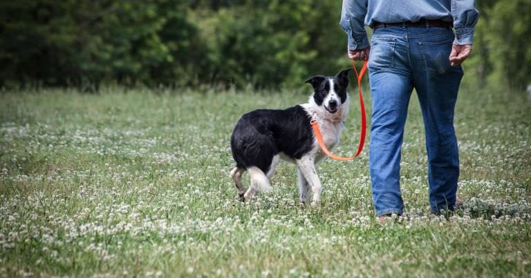 Border collie walkin gon lead in dog training session in field