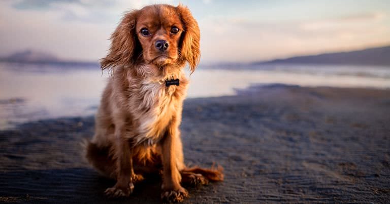 dog sitting on beach