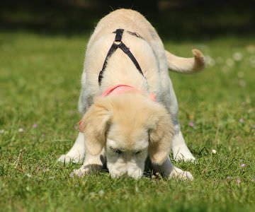 Puppy tracking scent outdoor training